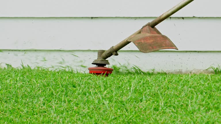 Trusted Rocky Ford, CO Tree Services Experts